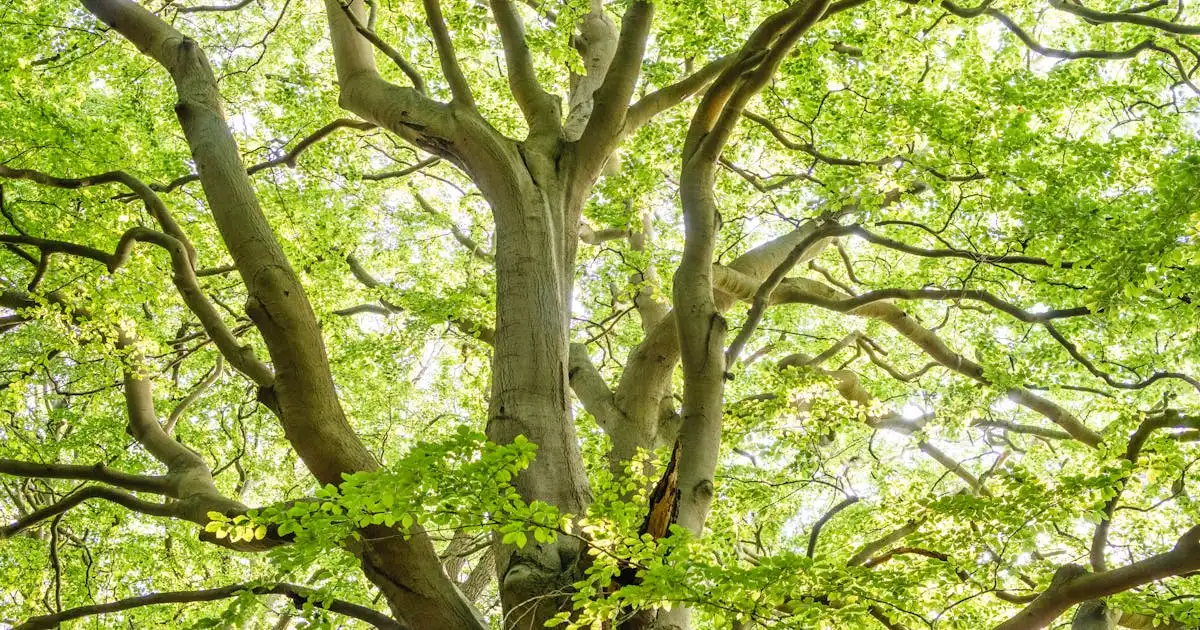 Lush green shade tree canopy in an Atlanta yard — EastLake Tree Services