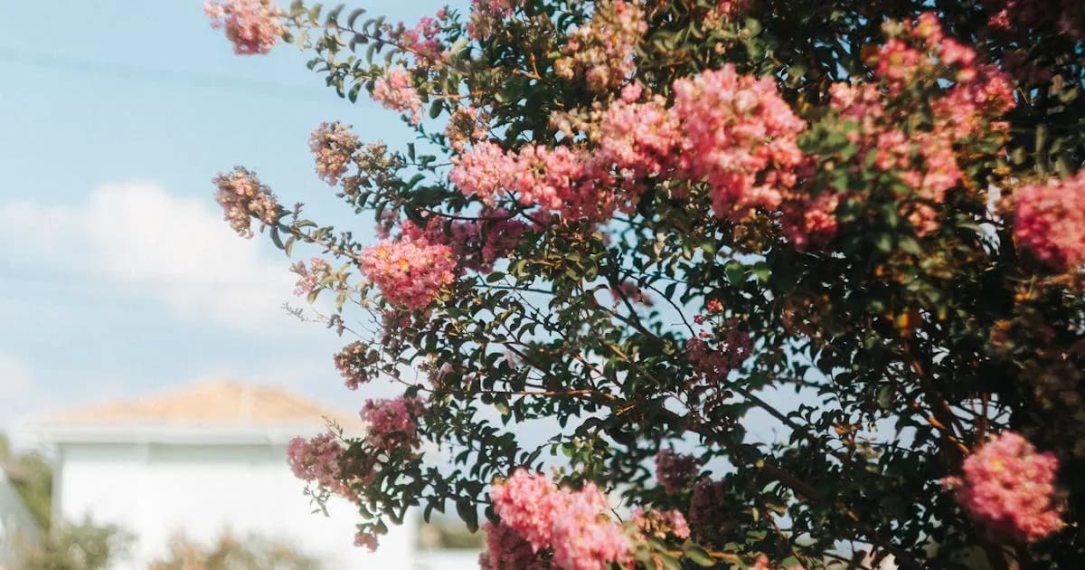 Pink crepe myrtle blooming in a residential neighborhood — EastLake Tree Services