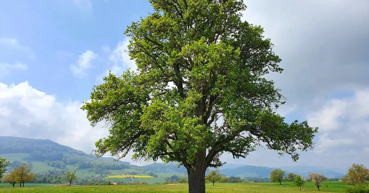 Mature oak tree in a green field — EastLake Tree Services oak wilt guide
