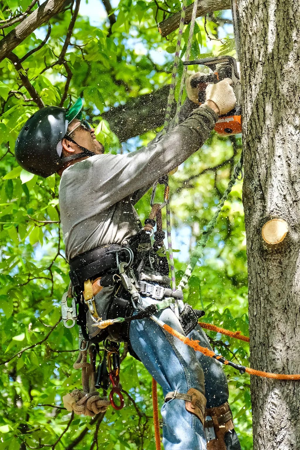 Tree Expert at Work