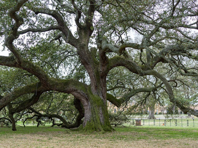 Southern Live Oak — Atlanta's most common tree