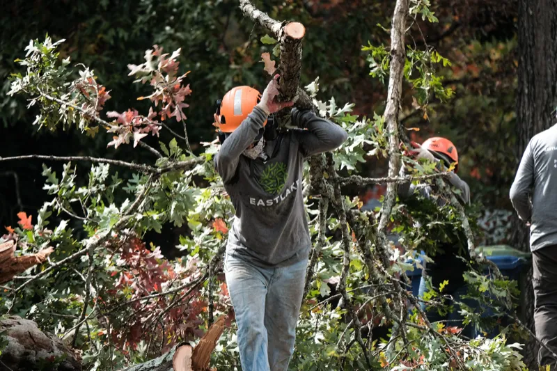 Spring Tree Cleanup Atlanta | Tree Service Guide | EastLake Tree