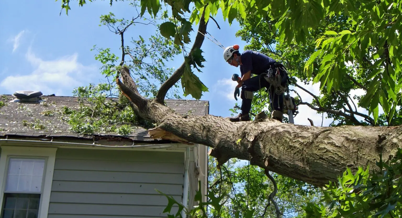 Emergency tree service response in Atlanta
