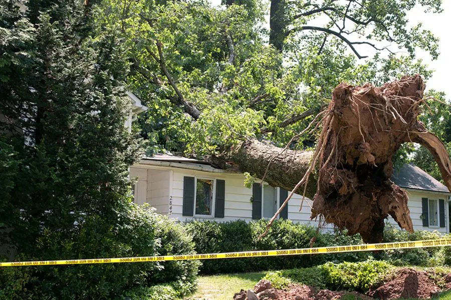 Insurance documentation for emergency tree removal Atlanta