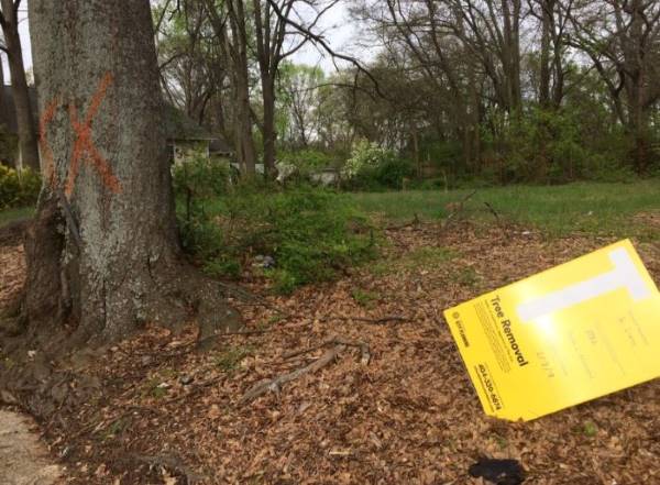 Know how to obtain a permit for tree removal in Atlanta