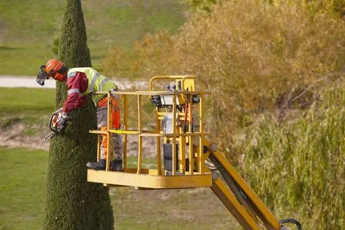 Professional tree care services in Atlanta by Eastlake Tree Service