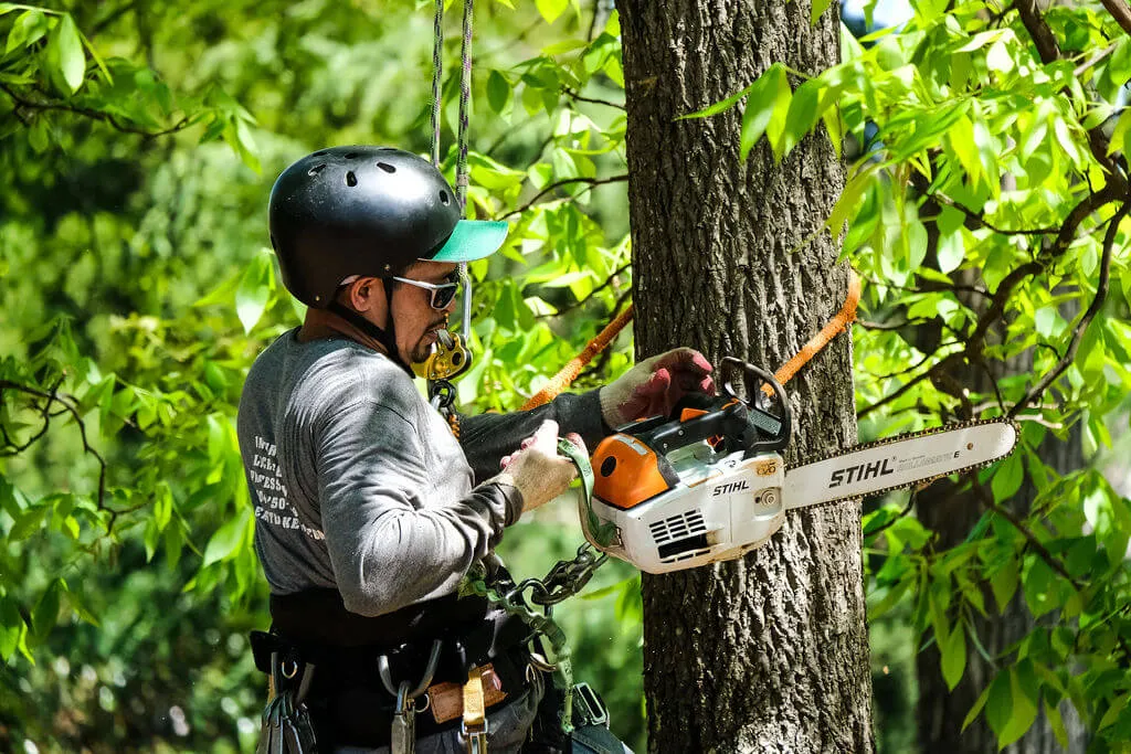 Large pine tree handling by Eastlake Tree Services in Atlanta