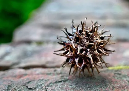 Close-up of a dry, Atlanta spiky sweet gum seed pod resting on a rough brick surface with green blurred background.