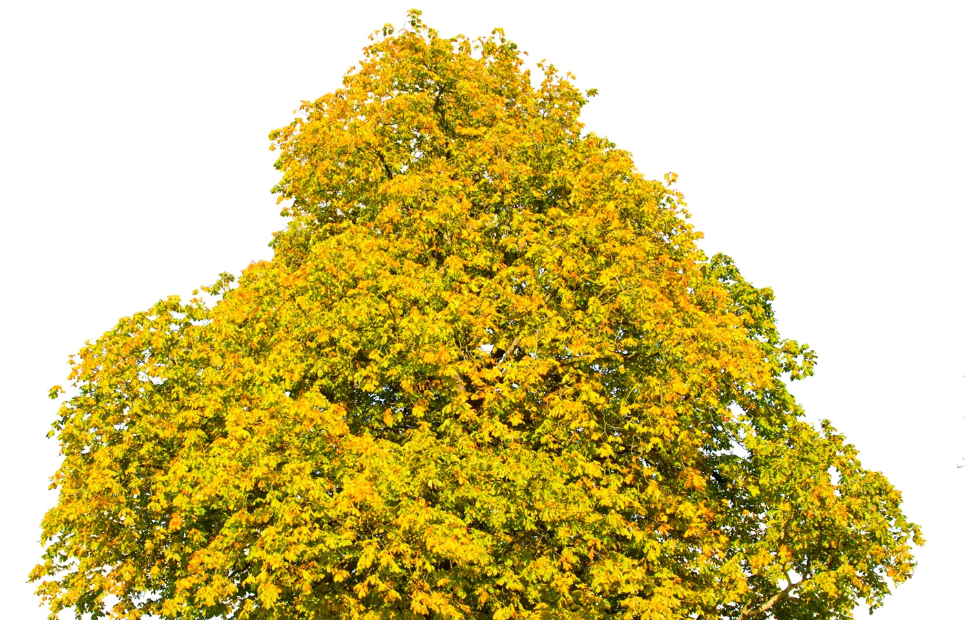 Fall tree maintenance in Atlanta