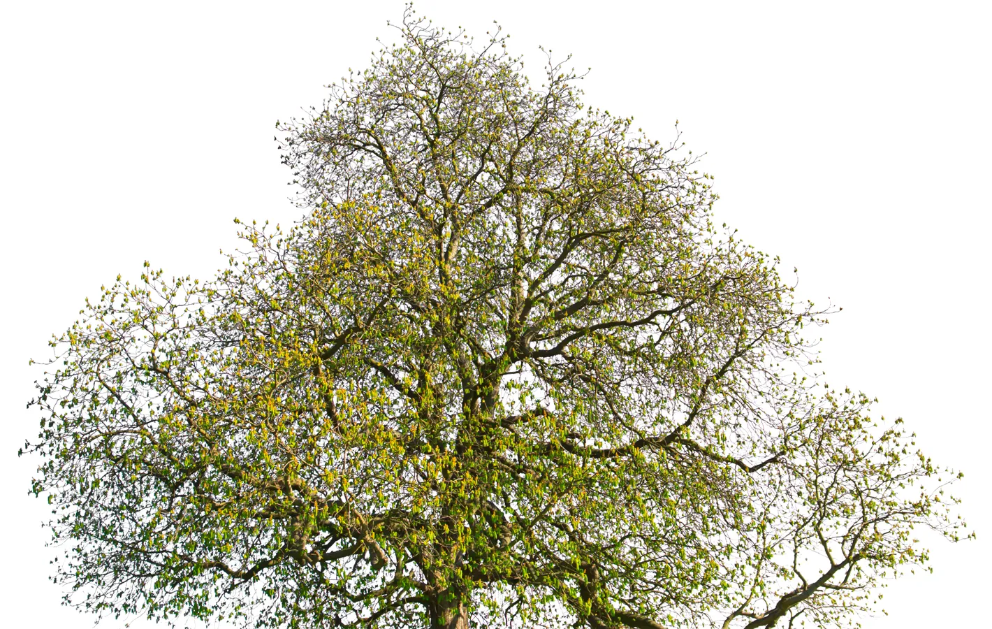 Spring tree maintenance in Atlanta