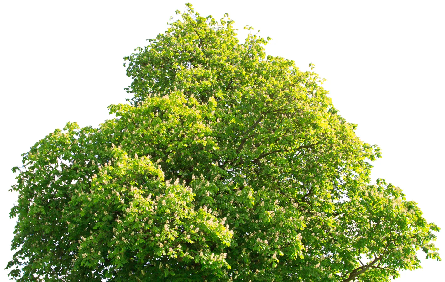 Summer tree maintenance in Atlanta