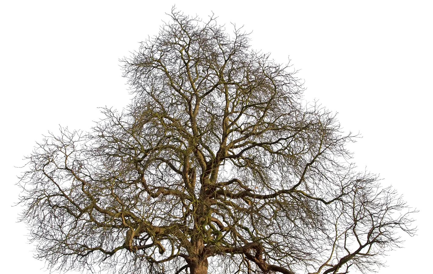 Winter tree maintenance in Atlanta