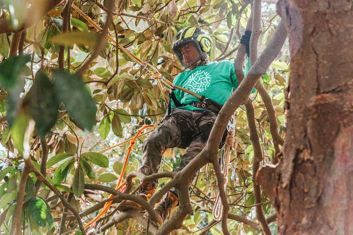 Tree Maintenance Atlanta | ISA Arborist Guide | EastLake Tree