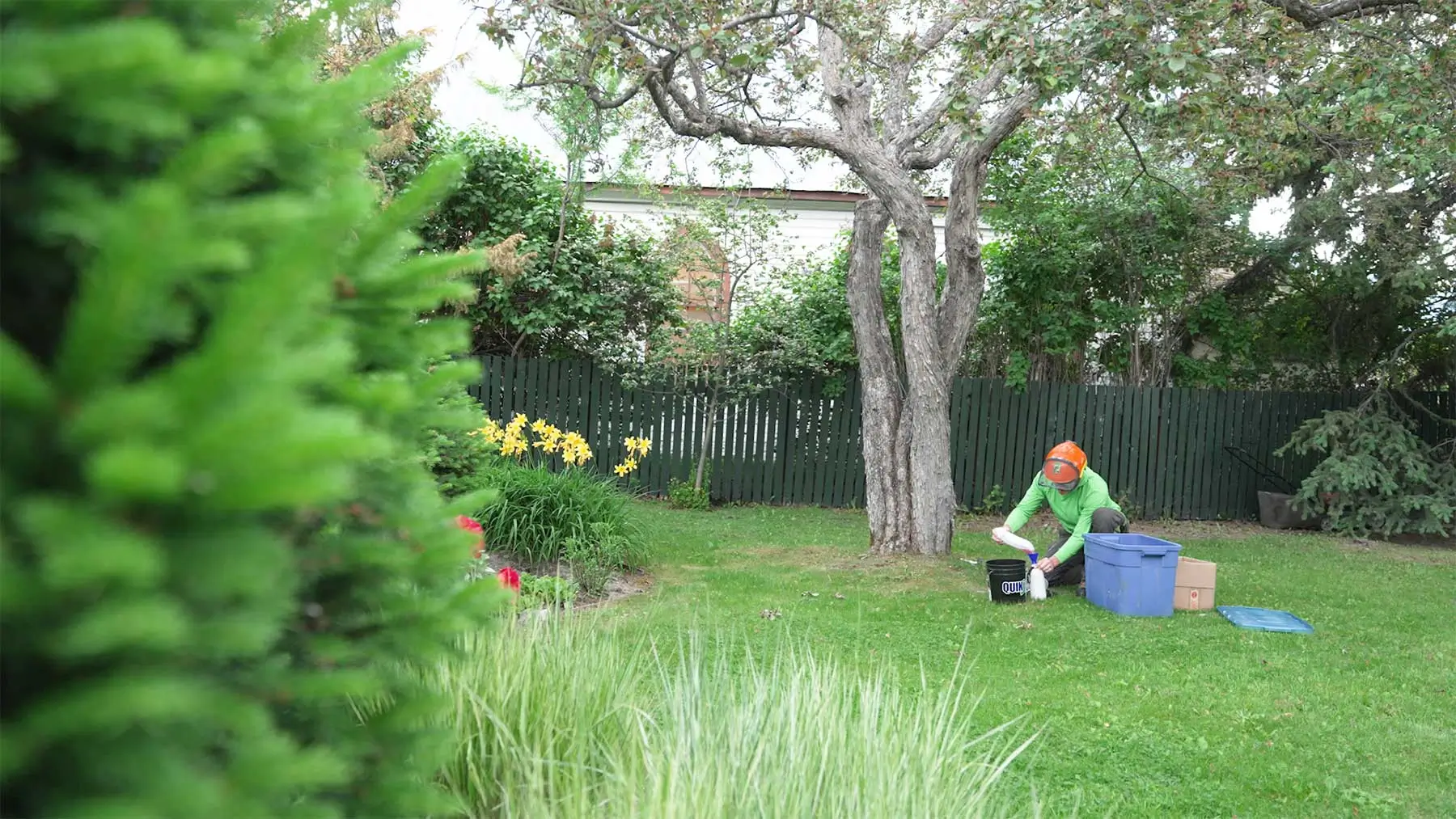 Plant health care services in Atlanta by Eastlake Tree Service