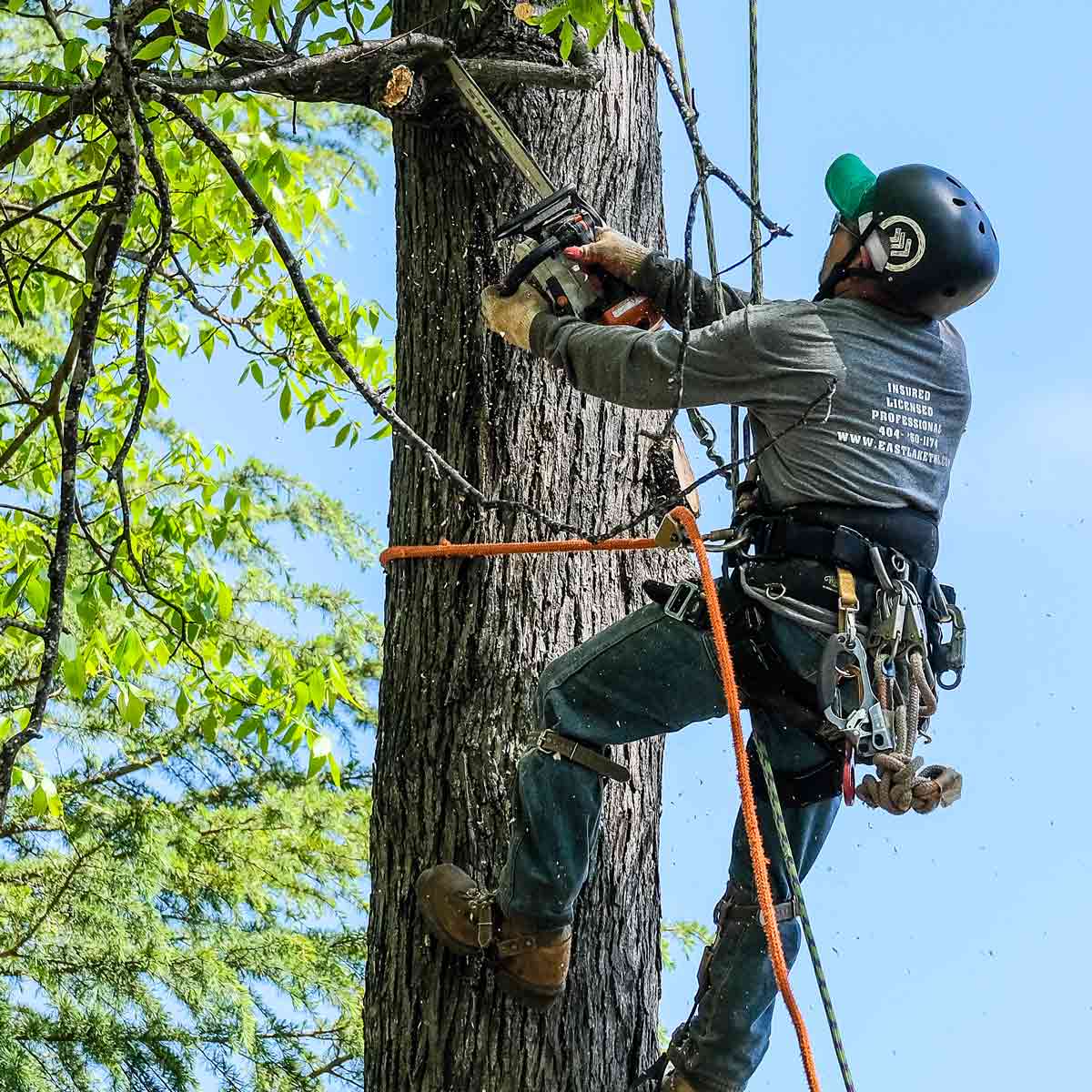 Professional tree care services in Smyrna by Eastlake Tree Service