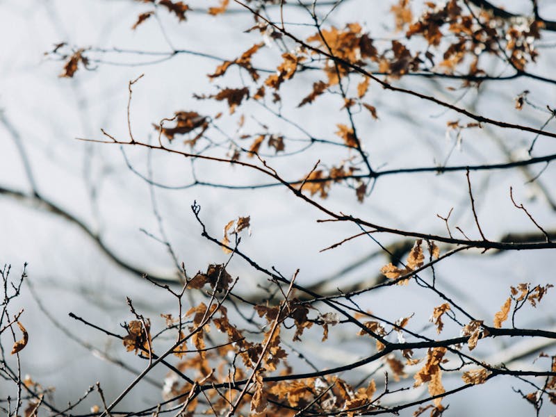 Bacterial Leaf Scorch: Atlanta Diagnosis & Treatment Guide