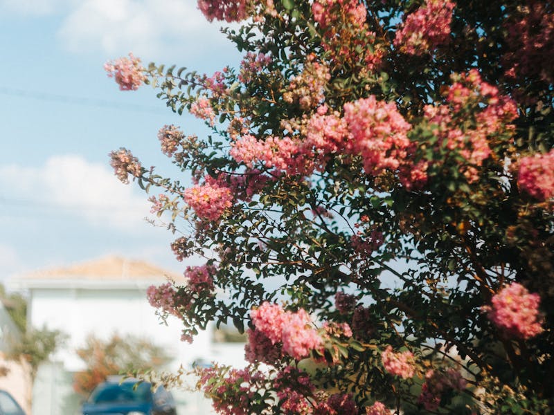 Crepe Myrtle Bark Scale: Atlanta Diagnosis & Treatment Guide