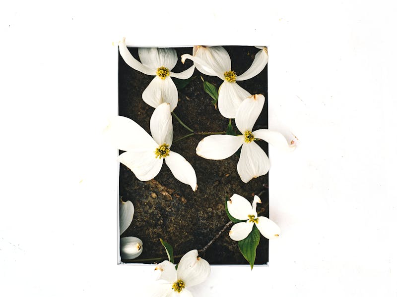 Dogwood Anthracnose: Atlanta Diagnosis & Treatment Guide