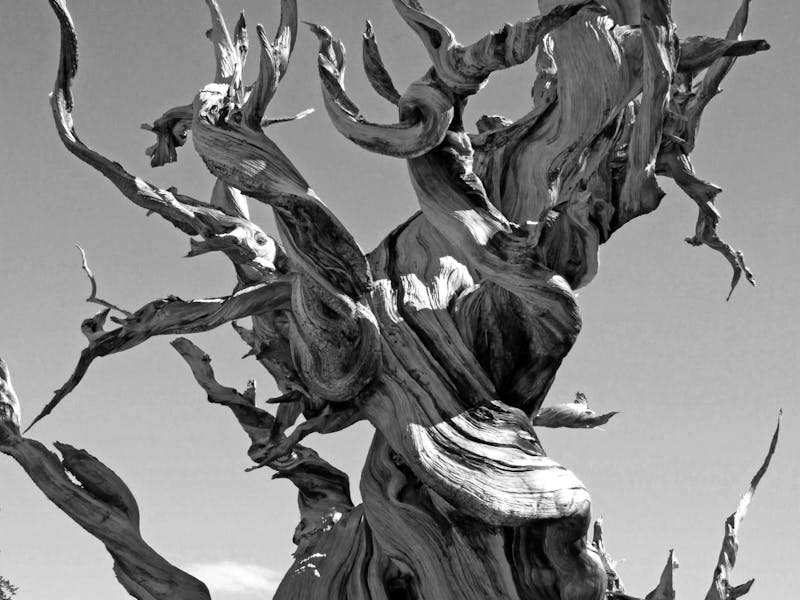 Drought Stress: Atlanta Diagnosis & Treatment Guide