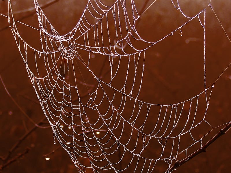 Fall Webworm: Atlanta Diagnosis & Treatment Guide