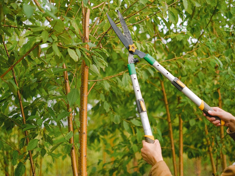 Improper Pruning Damage (Crepe Murder): Atlanta Guide