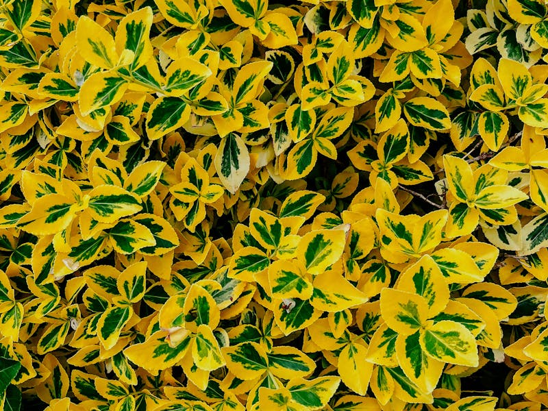 Iron Chlorosis: Atlanta Diagnosis & Treatment Guide