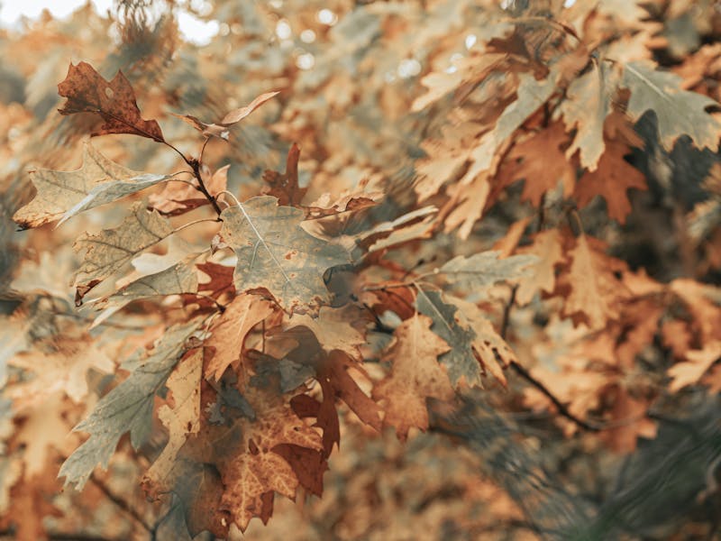 Oak Wilt: Atlanta Diagnosis & Treatment Guide