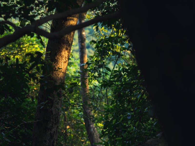 Pecan Scab: Atlanta Diagnosis & Treatment Guide