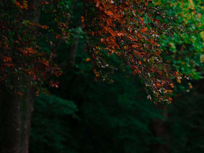 Powdery Mildew: Atlanta Diagnosis & Treatment Guide