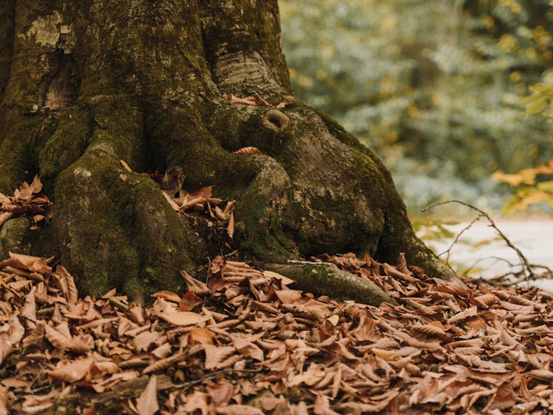 Root Rot (Phytophthora): Atlanta Diagnosis & Treatment Guide