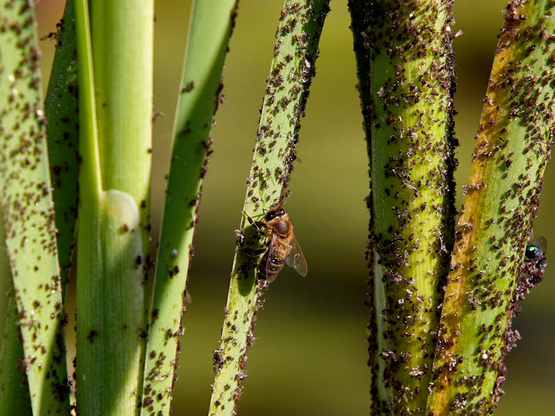 Scale Insects: Atlanta Diagnosis & Treatment Guide
