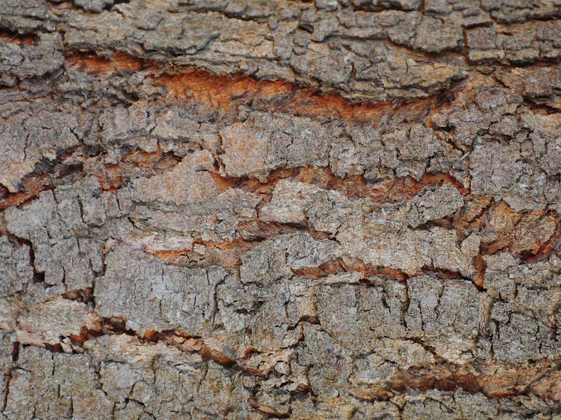 Seiridium Canker: Atlanta Diagnosis & Treatment Guide