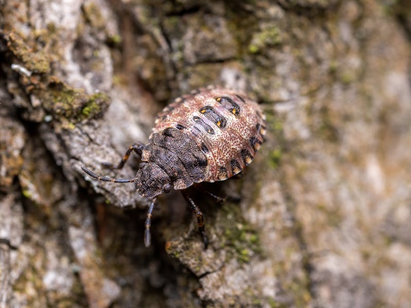 Southern Pine Beetle: Atlanta Diagnosis & Treatment Guide