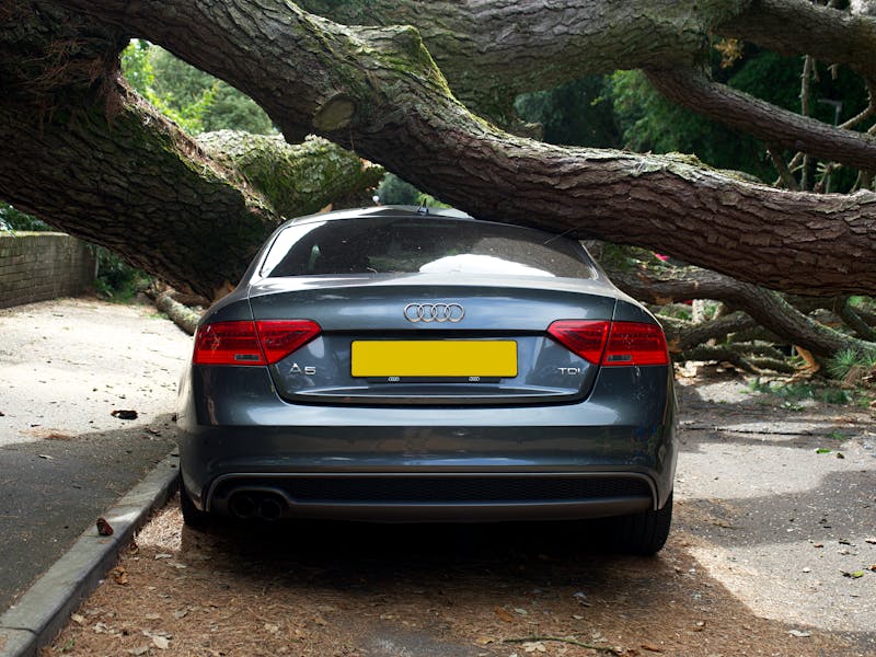 Storm Damage to Trees: Atlanta Emergency Guide