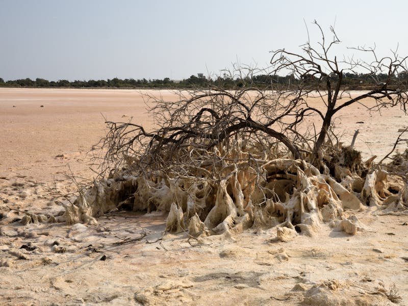 Verticillium Wilt: Atlanta Diagnosis & Treatment Guide