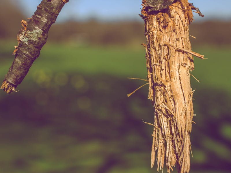 Weak Branch Unions (Included Bark): Atlanta Guide