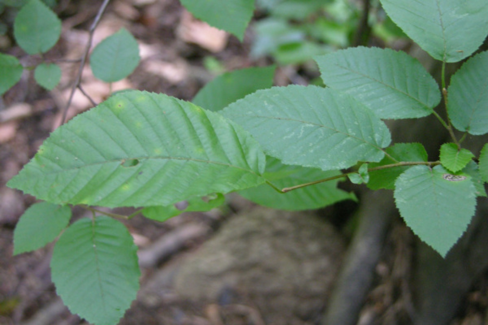 American Hornbeam