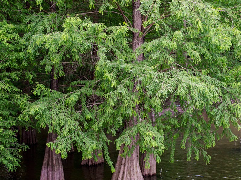Bald Cypress