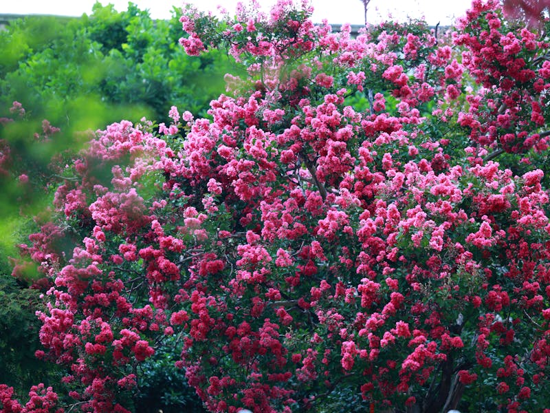 Crepe Myrtle