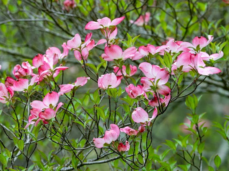 Flowering Dogwood