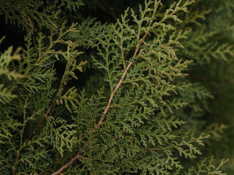 Green Giant Arborvitae