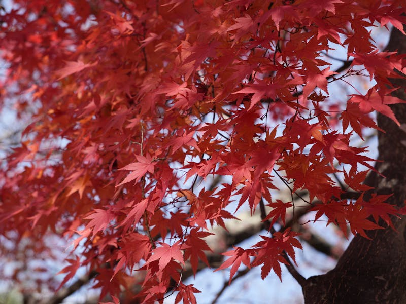 Japanese Maple