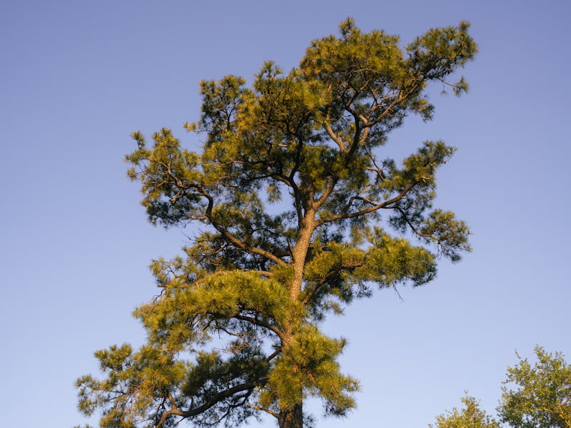 Loblolly Pine