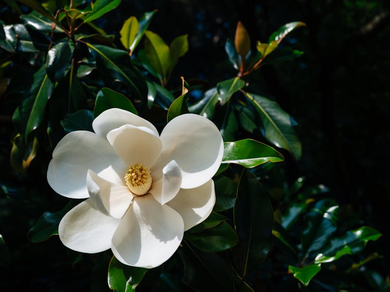 Southern Magnolia