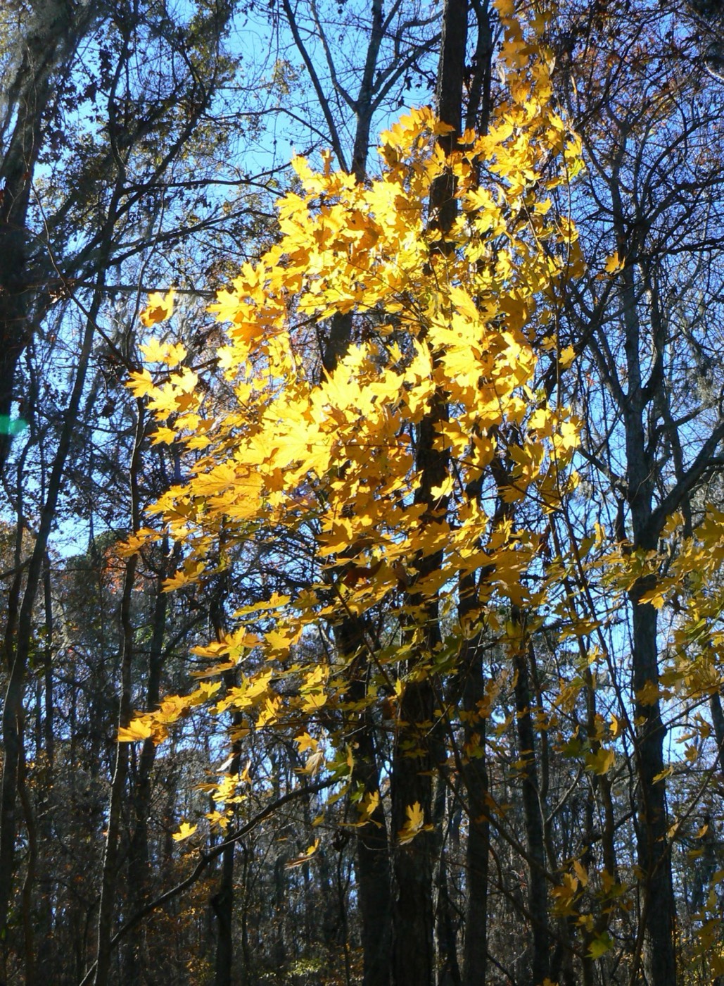 Southern Sugar Maple