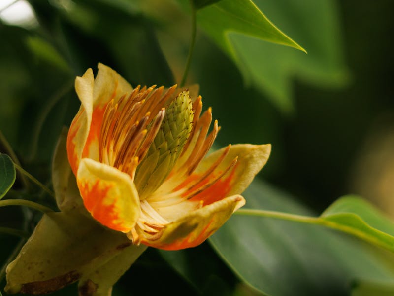 Tulip Poplar